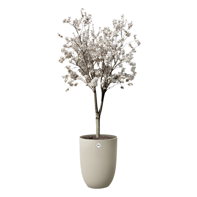 sereh haut 40cm beige champignon